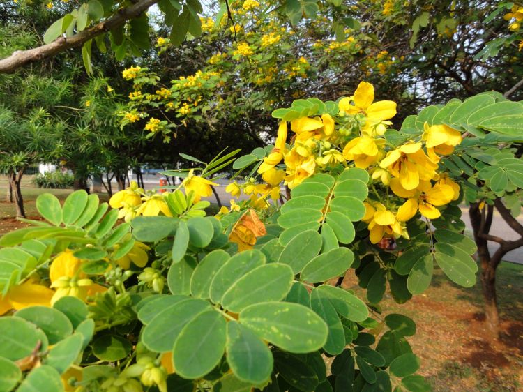 سنای اسکندریه